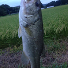 釣り仲間募集中