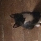 里親急募‼︎　・地域猫の子猫を保護しました・2ヶ月ぐらい・黒白美...