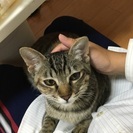 甘たれ子猫！  再募集 - 里親募集