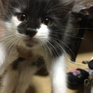 子猫2匹です − 愛知県