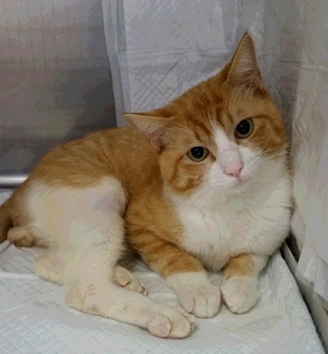ロッソ車にひき逃げされた猫を保護しました 岐阜ねこを救う会 大垣の猫の里親募集 ジモティー