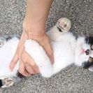 急募‼子猫の里親募集です‼ − 岡山県
