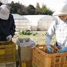 有機野菜等の収穫・選果場スタッフ募集の画像