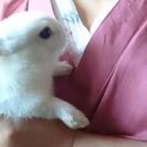 生後２ヶ月のウサギです。の画像