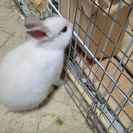 生後２ヶ月のウサギです。 - 札幌市