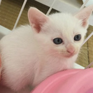 生後1か月子猫真っ白ブルーの目の女の子