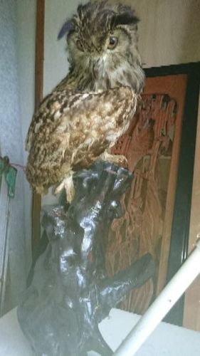 フクロウの剥製