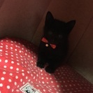 黒猫の子猫