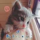 [里親様決まりました】至急！  靴下にゃんこ 子猫