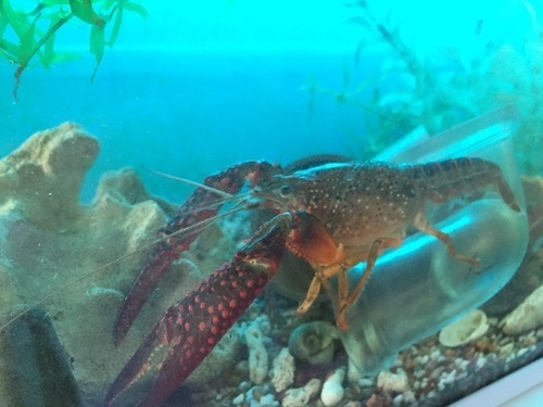 巨大ハサミ アメリカザリガニ Komeya 大阪のその他の里親募集 ジモティー