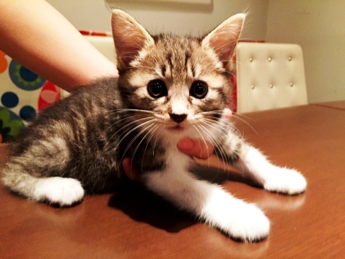 千葉 船橋 仲良し3兄妹ゆずちゃん Van 船橋の猫の里親募集 ジモティー 千葉 船橋 仲良し3兄妹ゆずちゃん Van 船橋の猫の里親募集 ジモティー