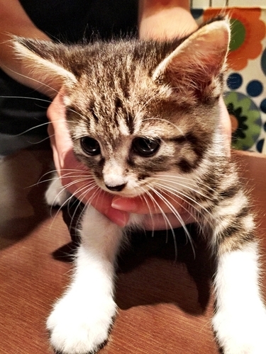 千葉 船橋 仲良し3兄妹ゆずちゃん Van 船橋の猫の里親募集 ジモティー 千葉 船橋 仲良し3兄妹ゆずちゃん Van 船橋の猫の里親募集 ジモティー