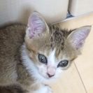 2か月の子猫の里親募集 − 福岡県