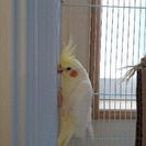 オカメインコ ５ヶ月