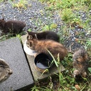 子猫の里親 − 千葉県