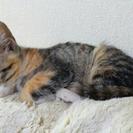 子猫２ヶ月女の子♡キジ三毛白 − 千葉県