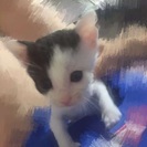 可愛い子猫(^_^)生後1ヶ月半 男の子