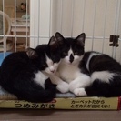 白黒ハチワレ仔猫です。写真変更 - 函館市
