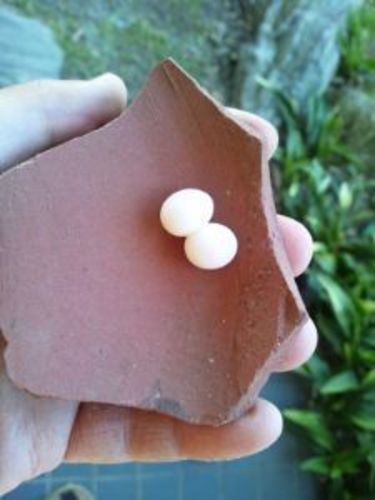 ヤモリの卵 ビスカ 府中の手伝って 助けての助け合い ジモティー
