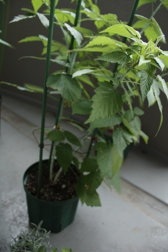 ブラックラズベリーの鉢植え Bramley07 春日井のその他の中古あげます 譲ります ジモティーで不用品の処分