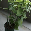 ブラックラズベリーの鉢植え
