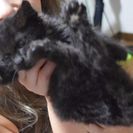 生後１ヶ月半の兄弟子猫！黒猫(メス)