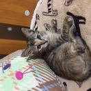 可愛い子猫、里親さん募集します