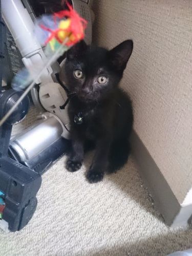 生後4ヶ月の黒猫ちゃんです ぽぽ 和歌山の猫の里親募集 ジモティー