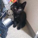 生後4ヶ月の黒猫ちゃんです