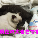 【再掲】仔猫の里親さん探しています − 秋田県