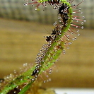 食虫植物 赤花アフリカナガバモウセンゴケ Drosera cap...