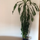 【受付終了】大型観葉植物（ドラセナ）