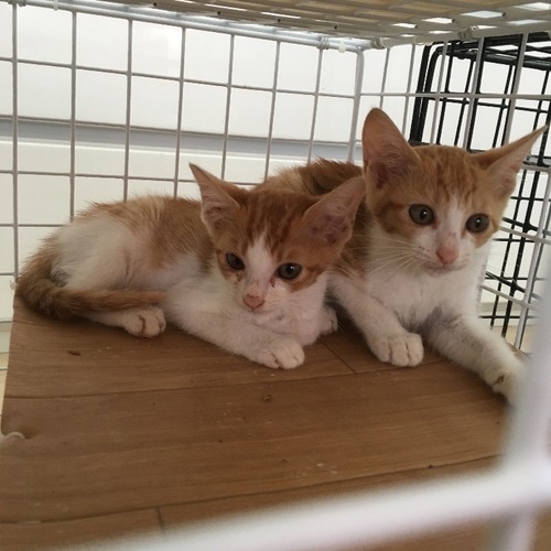 2ヶ月すぎの可愛い茶白兄弟 ゆきんこ 枚方の猫の里親募集 ジモティー