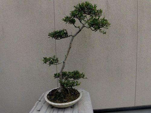 唐松園　展示会用　文人木のさつき星の輝き　優品