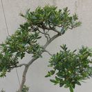 唐松園　展示会用　文人木のさつき星の輝き　優品