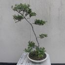 唐松園　展示会用　文人木のさつき星の輝き　優品