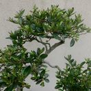 唐松園　展示会用　文人木のさつき星の輝き　優品