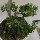 唐松園　展示会用　文人木のさつき星の輝き　優品