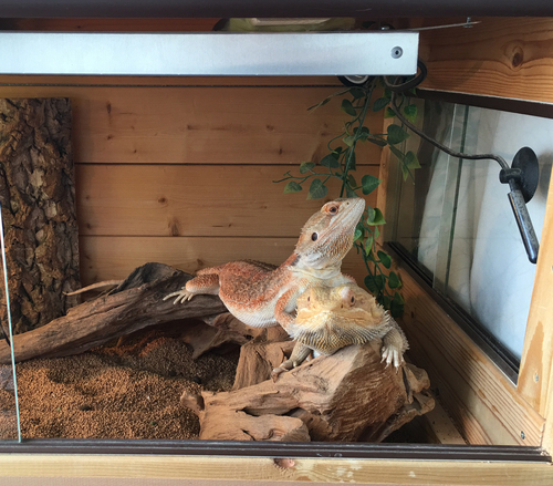 フトアゴヒゲトカゲ飼育セット フトアゴ2匹を引き取ってくれる方限定
