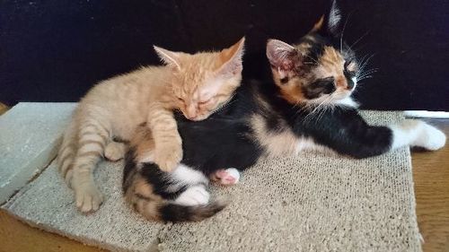 アメショのお母さんの赤ちゃん達 生後２ヶ月 ササキ 世田谷の猫の