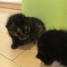 生後約3週間の子猫の里親さん募集 - 猫