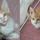 子猫(生後１ヶ月半位)の里親募集の画像