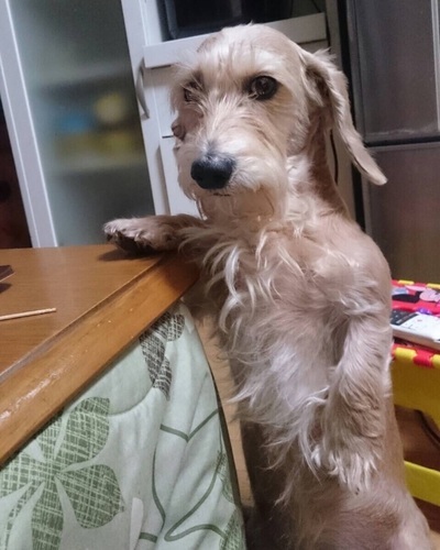 ワイヤーダックス Mykm 高槻の犬の里親募集 ジモティー
