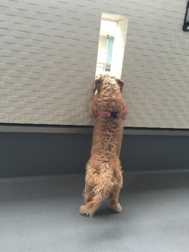 ワイヤーダックス Mykm 高槻の犬の里親募集 ジモティー