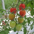 【主婦が活躍中】高糖度フルーツトマトの栽培補助募集！