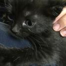 生後1ヶ月のかわいい黒猫ちゃんオス1匹メス２匹