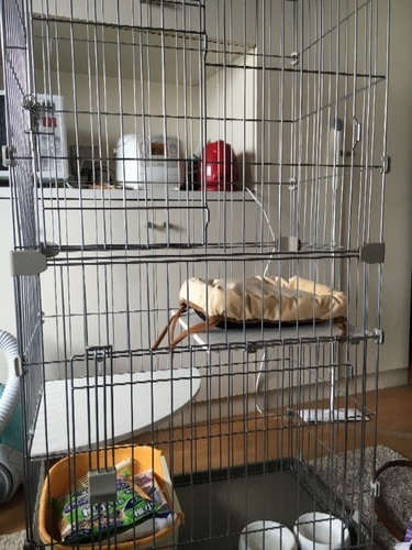 猫用ゲージ3段！