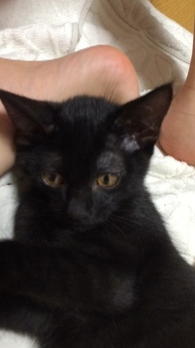 家族になって下さい 黒猫3ヶ月女の子 里親募集 もちお 葛飾の猫の里親募集 ジモティー 家族になって下さい 黒猫3ヶ月女の子 里親募集 もちお 葛飾の猫の里親募集 ジモティー