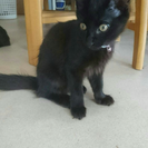 黒猫ちゃん♂3匹  生後4ヶ月