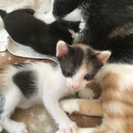 家猫の子猫3匹🌟生後1ヶ月